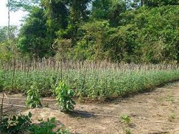Vereadora Seluir solicita melhorias em estradas da zona rural